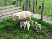 Finn Sheep - the sheep that lambs in litters