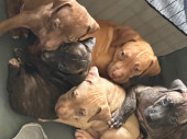 Puppies Seeking Forever Home