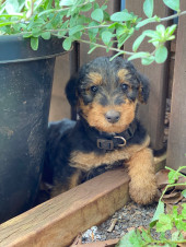 Purebred Airedale Puppies