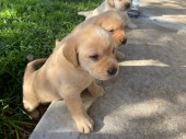 Labrador Puppies