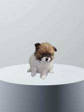 Pomeranian Puppies - 1 male and 2 females Left