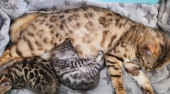 Bengal kittens for adoption.
