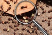 Termite Inspection Canberra