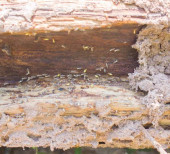 Termite Protection Adelaide