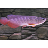 Super red arowana fish and stingray fish for sale